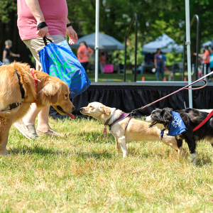 Team Page: Golden Paws Dog Training